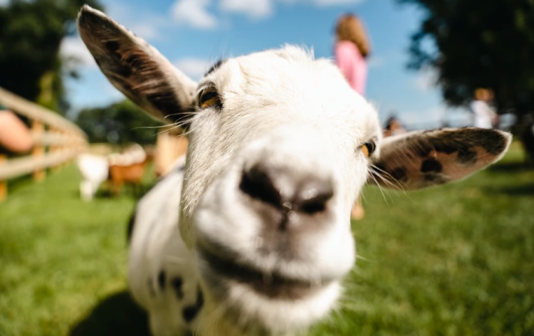 Goat Facebook Goat Social Tickets | The Perth Farmhouse
