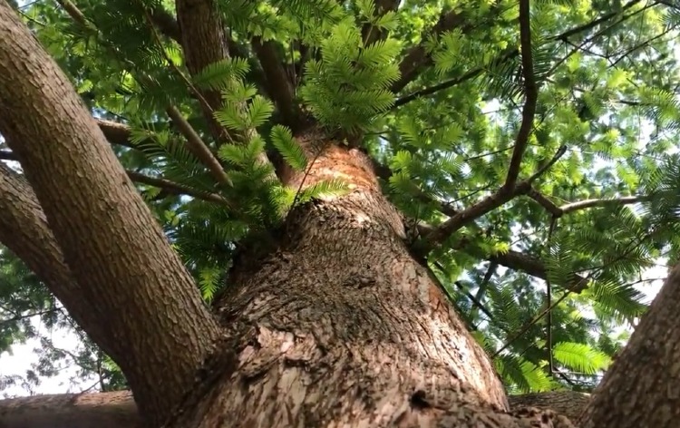 April Tree ID Hike Tickets | Reforest Our Future