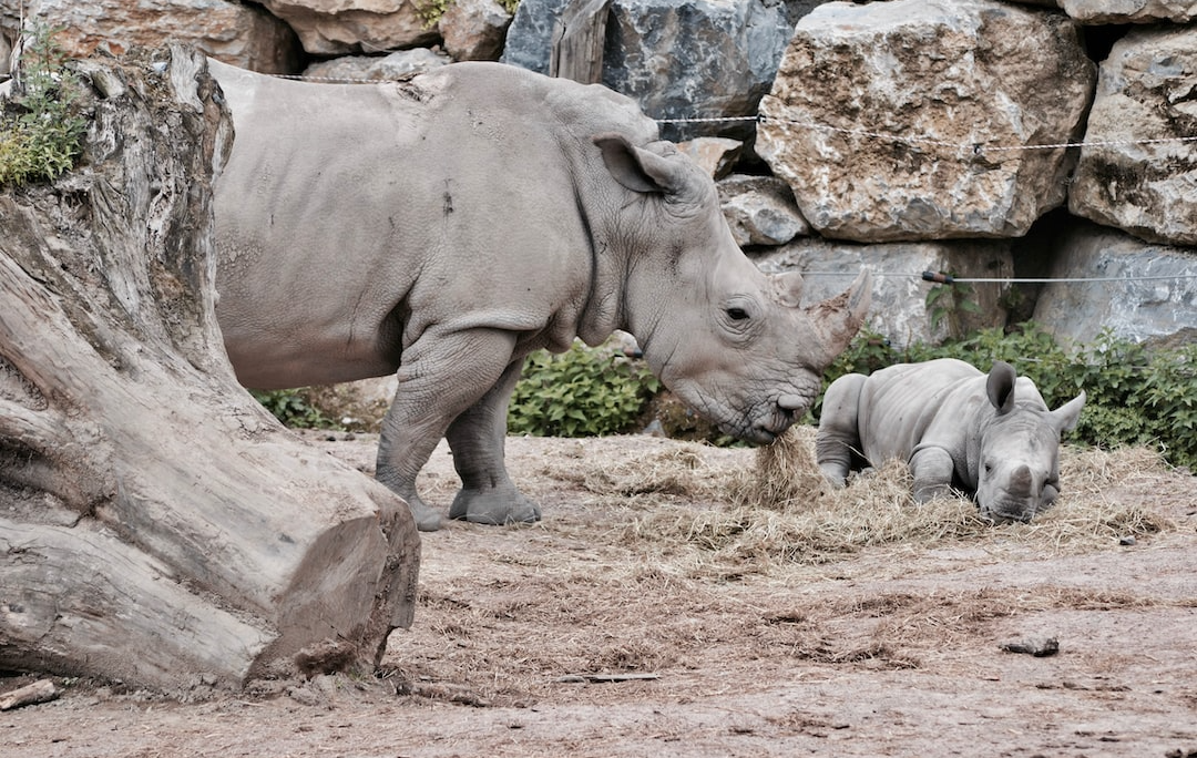 Rocky Rhino Habitats Tickets | test account