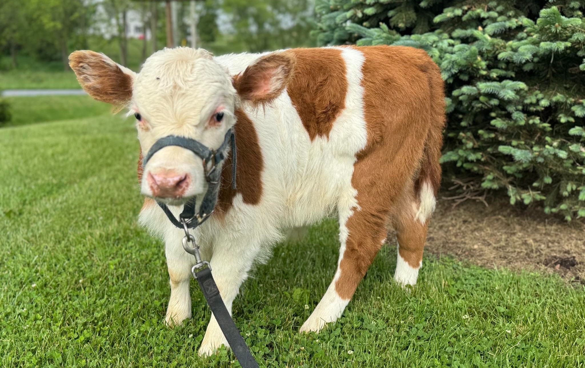 Cow Cuddling with Peanut Butter Tickets | Sager Farms
