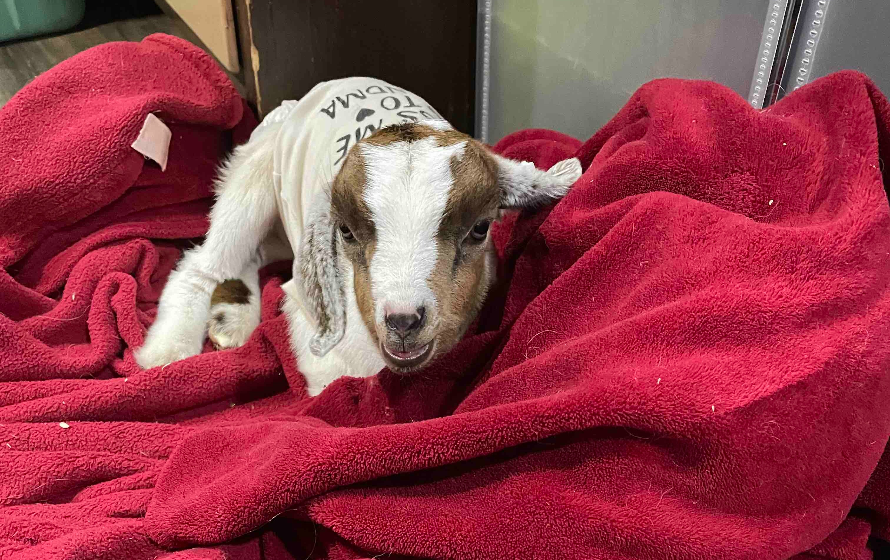 Goat & Lamb Cuddling Tickets | Sager Farms