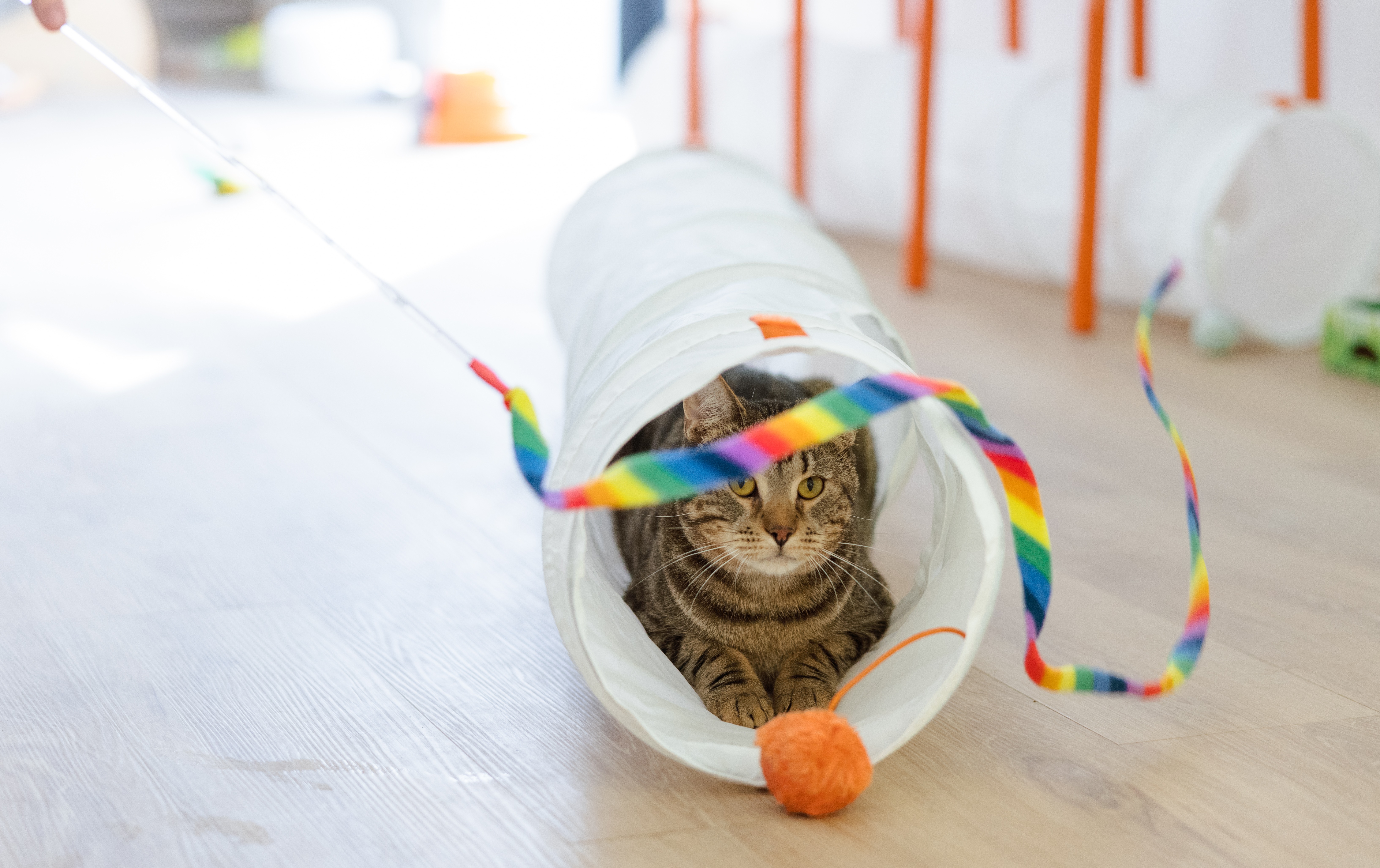 Cat Cafe Lounge Visit Tickets | Get A Gato