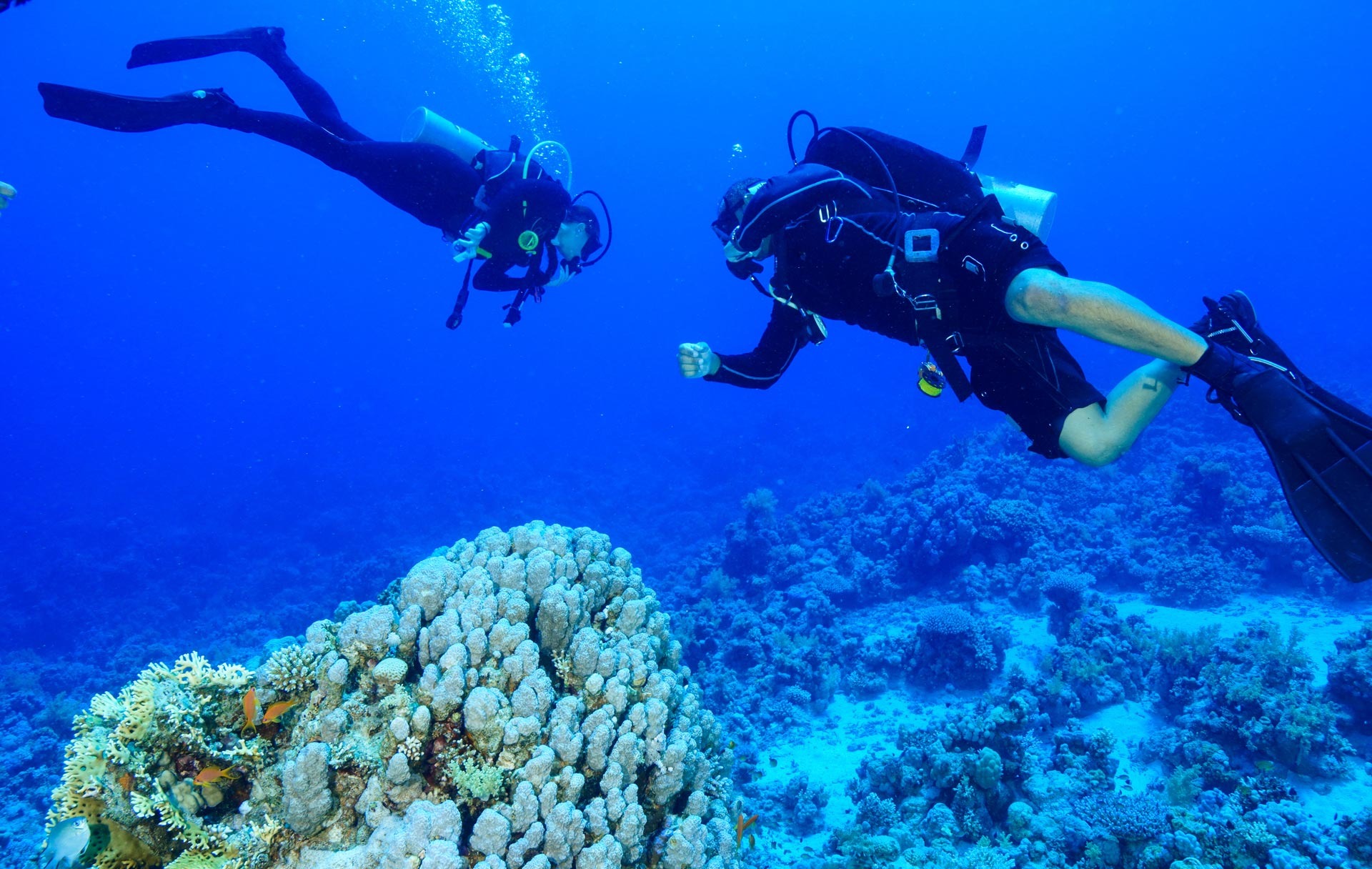 Social Dives Jervis Bay Boat Dive Tickets Dive Near Me Pty Ltd