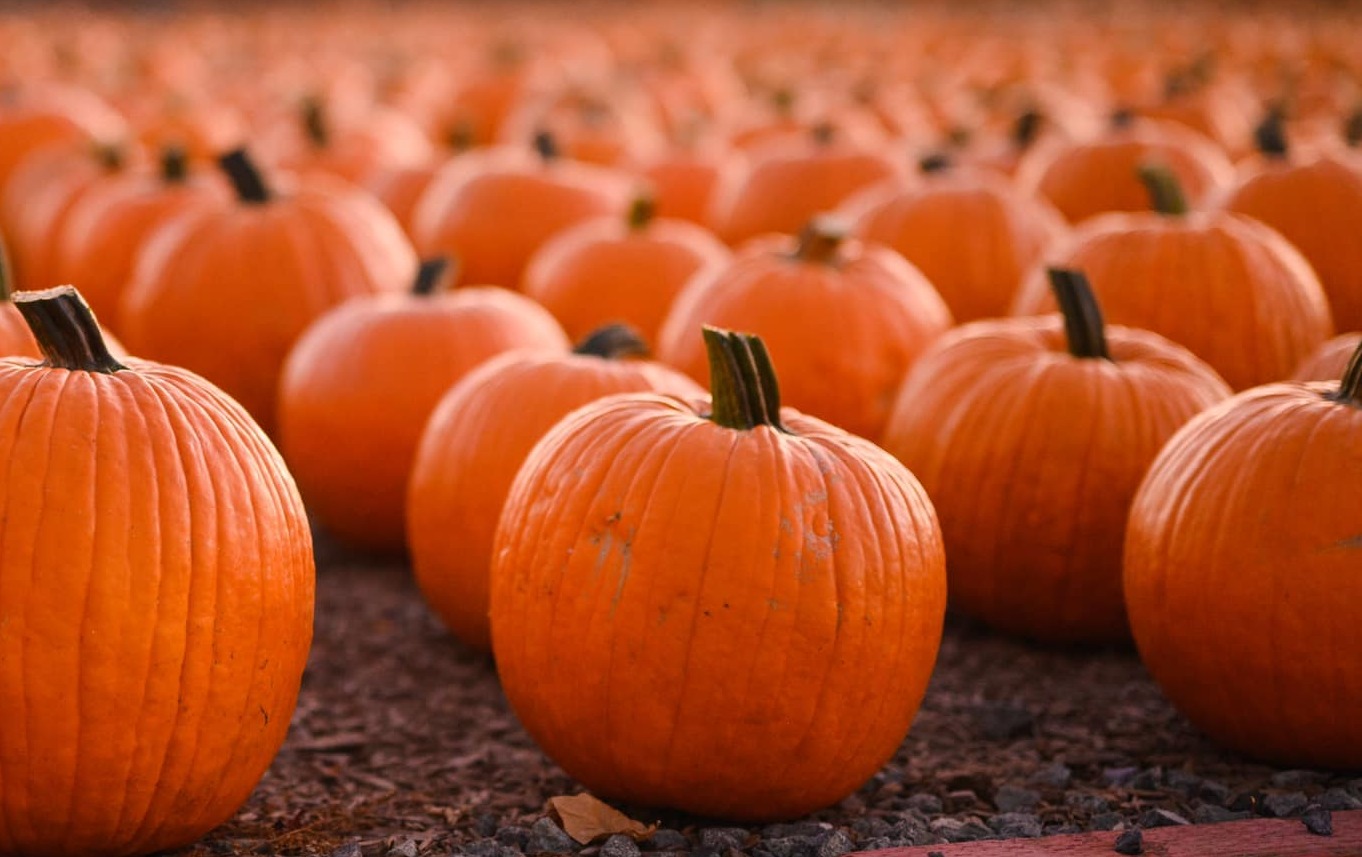 Pumpkinmaze Season Pass 2023 | Dell'Osso Farms LLC