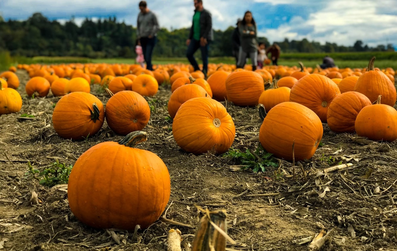 Historic Richmond Town's Pumpkin Picking at Decker Farm