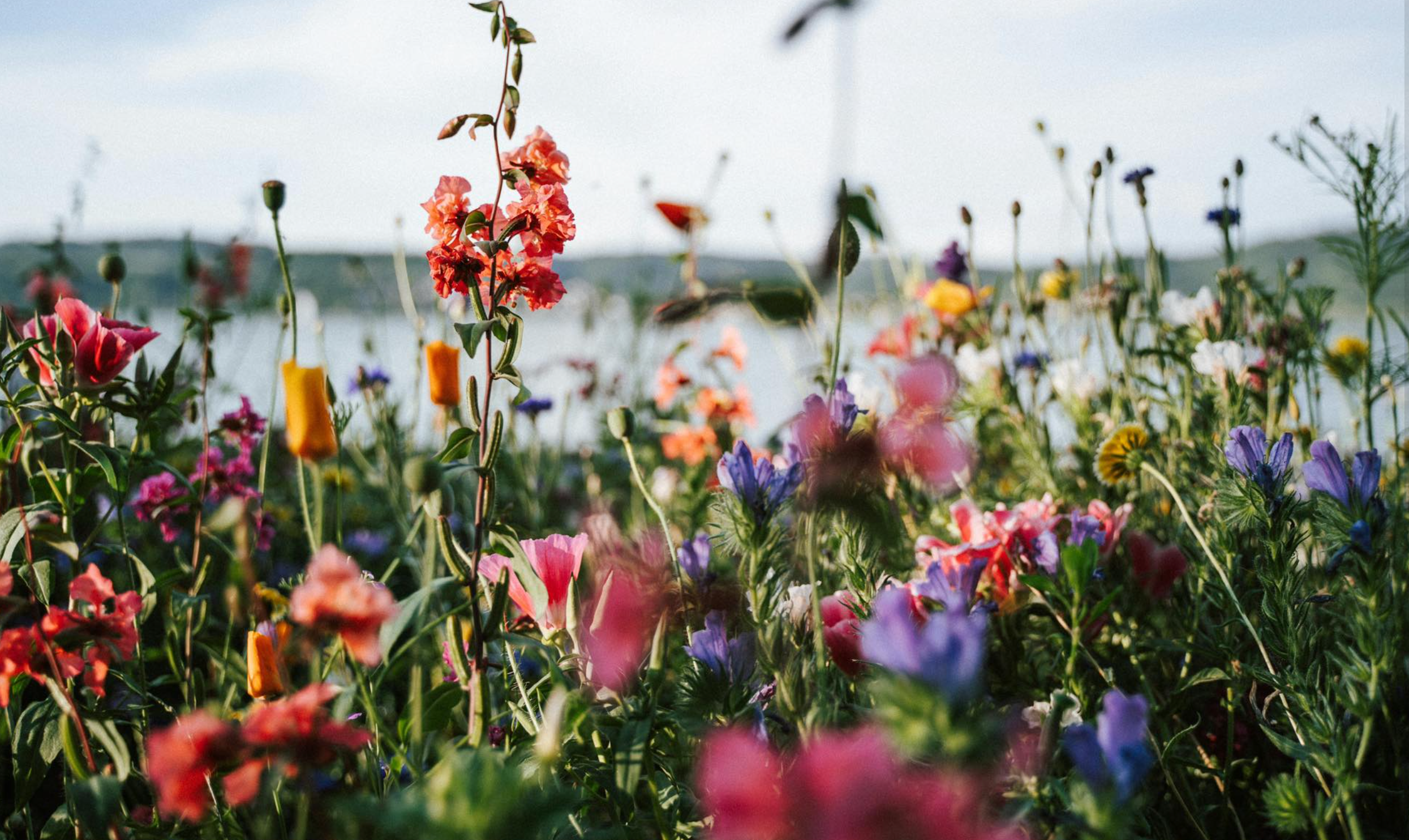 Wildflower Society