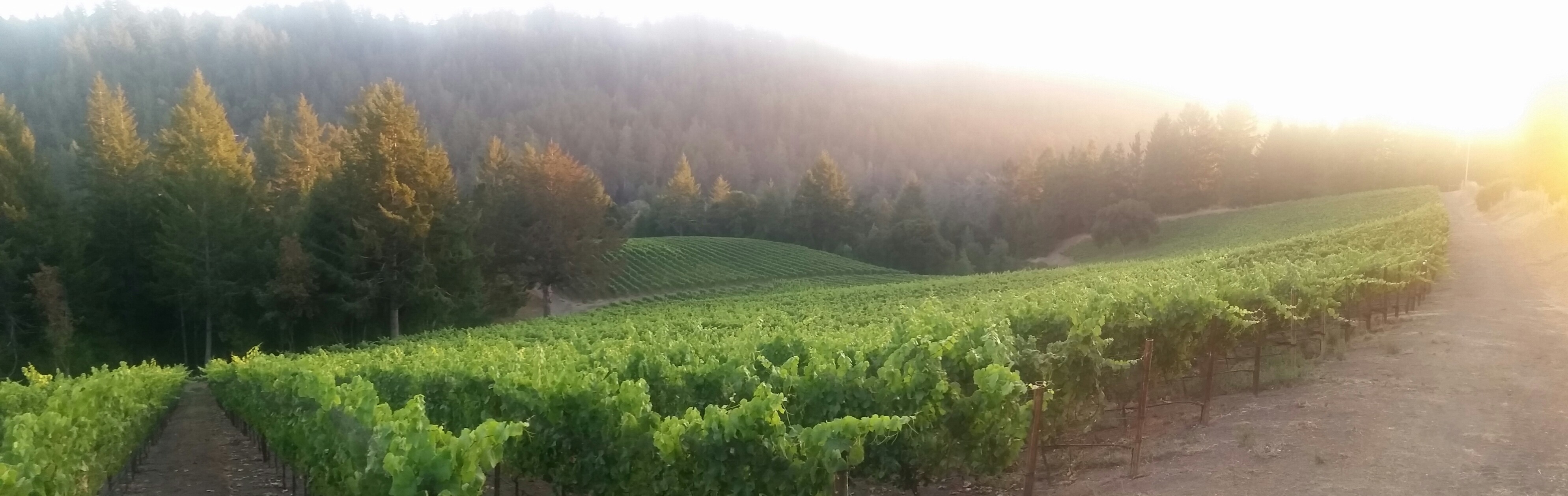 Mindego Ridge Vineyard