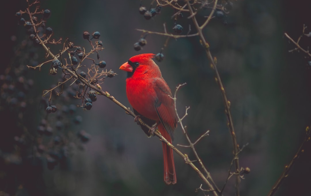 Feathered Friends of Birdymay National Bird Day Tickets Bear Lake