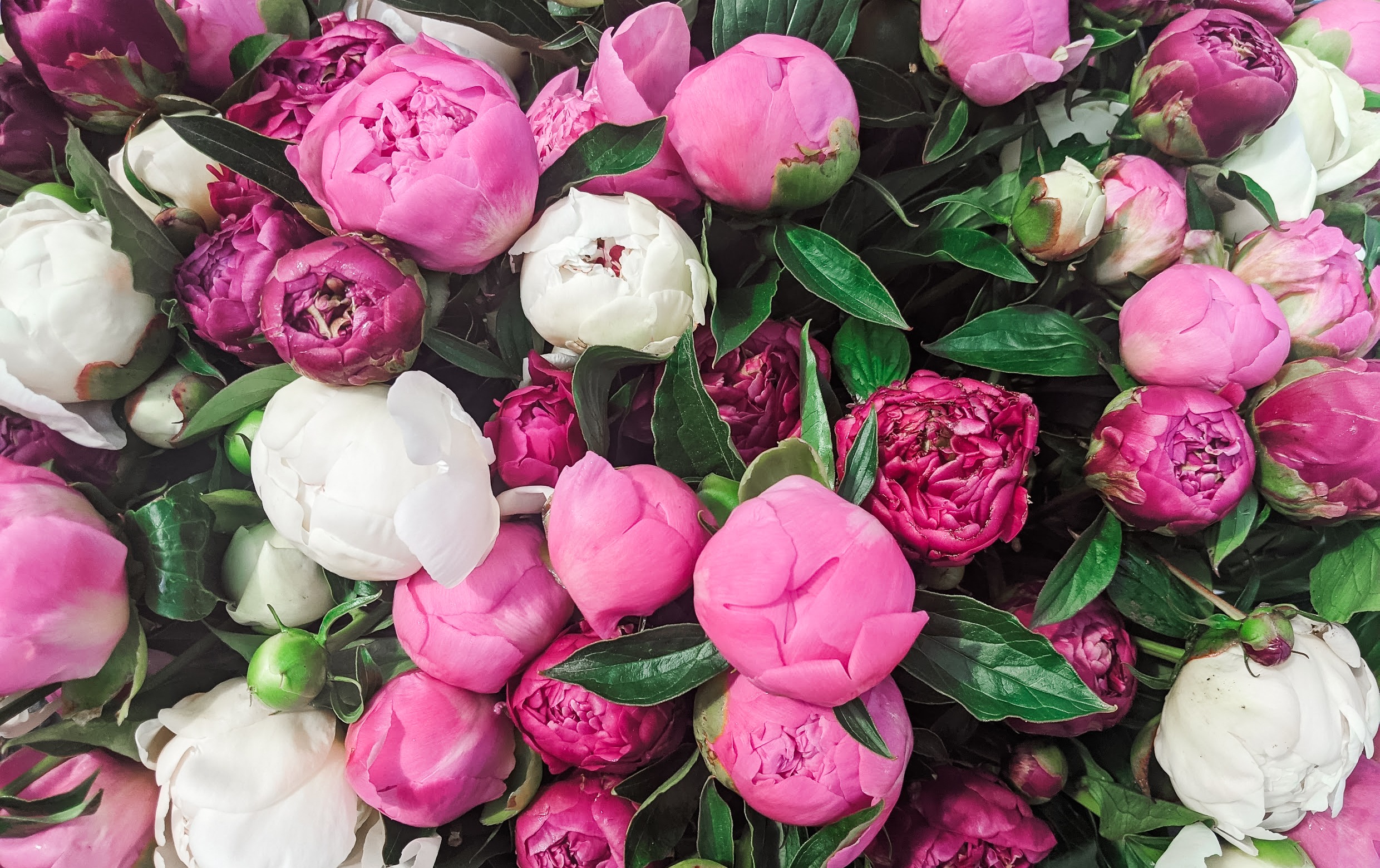 Pick Your Own Flowers Summer Blooms Tickets Garden Sweet pick-your-own-flowers-summer-blooms-tickets-garden-sweet