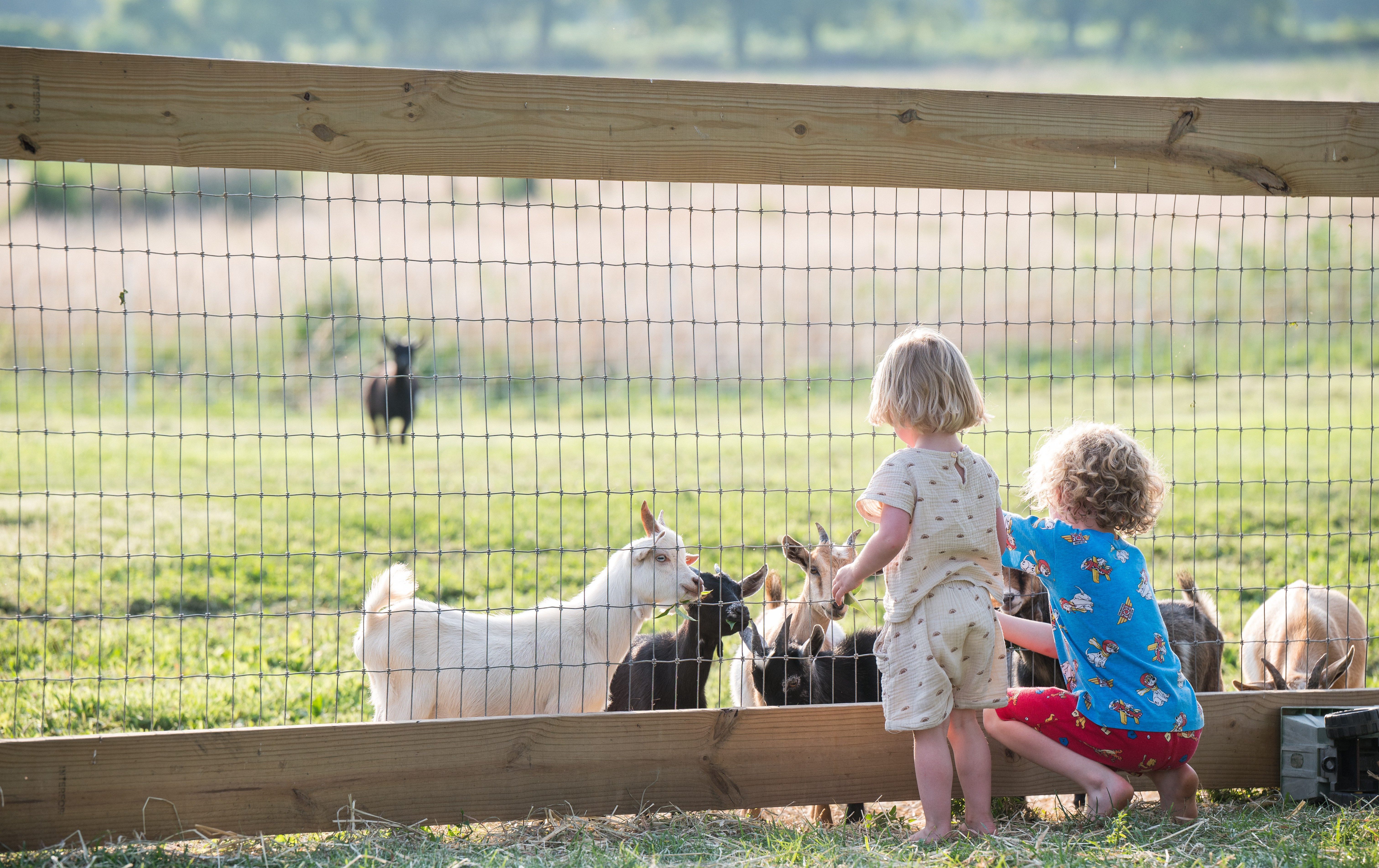 Barnyard Buddies 2026 Tickets | Johnson's Locust Hall Farm