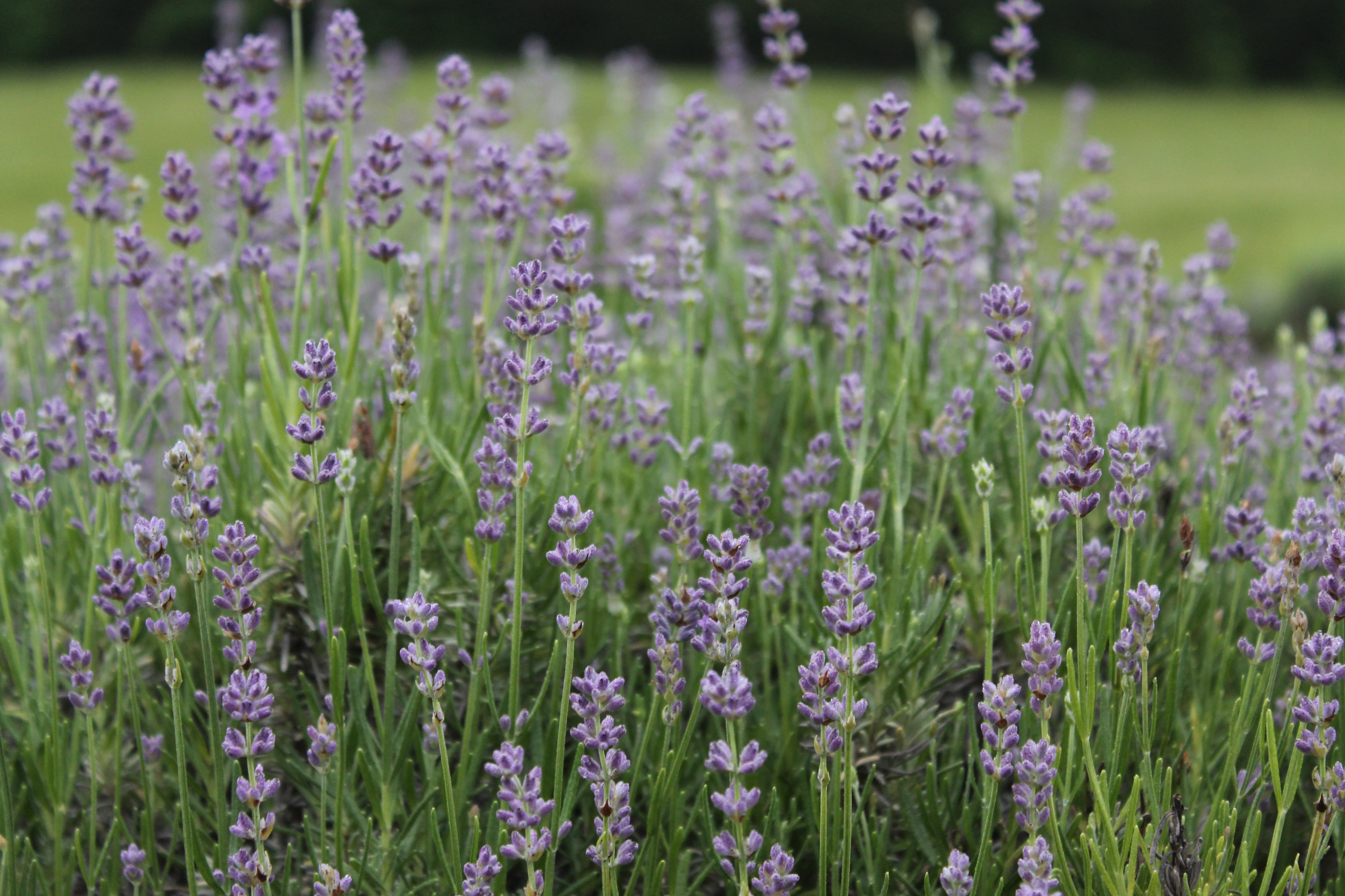 Midfield Lavender Farm