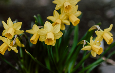 Khushal Orphan season pass