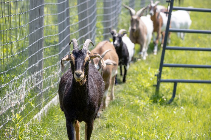 Catskill Animal Sanctuary