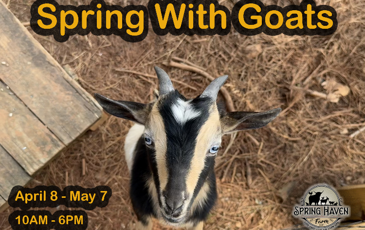 Springhaven Farm Qld Spring With Goats - Archived Tickets | Spring Haven Farm