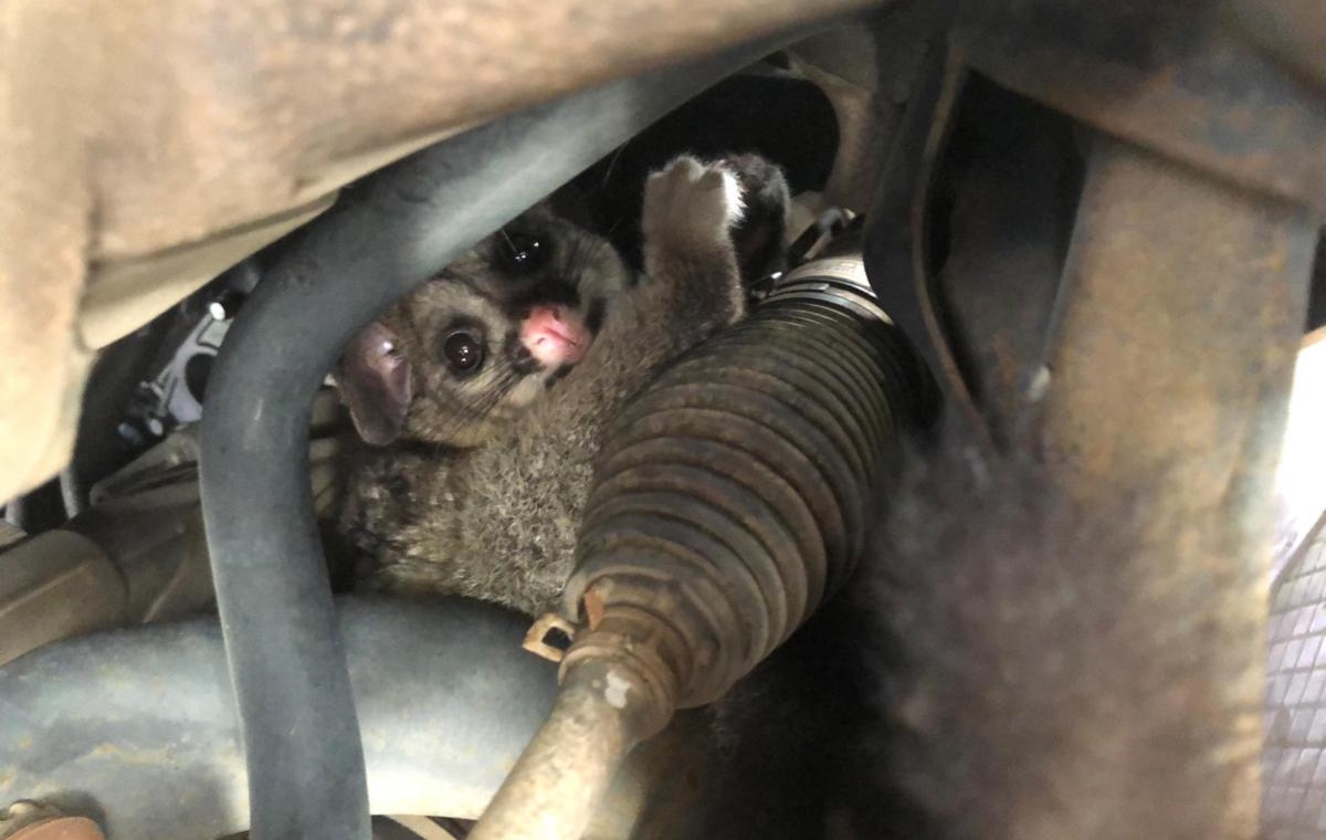 Introduction to Wildlife Rescue - Sunday 15 February 2026 Tickets ...