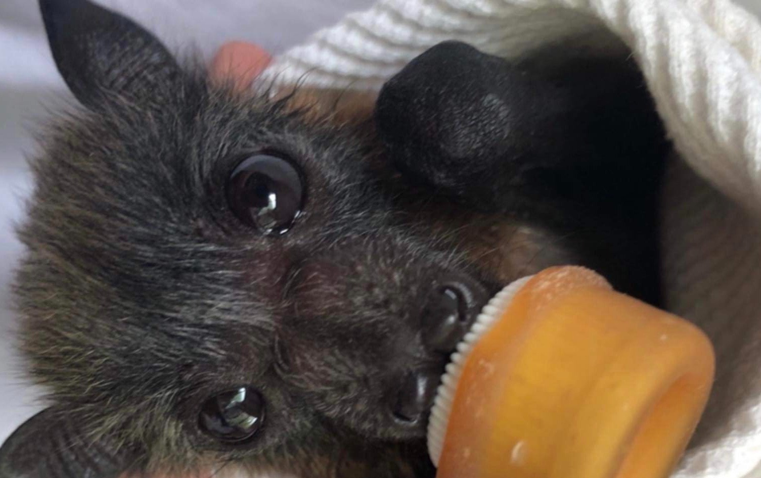 Orphaned Flying-fox Hand-rearing Training Workshop 28/9/24 Tickets ...