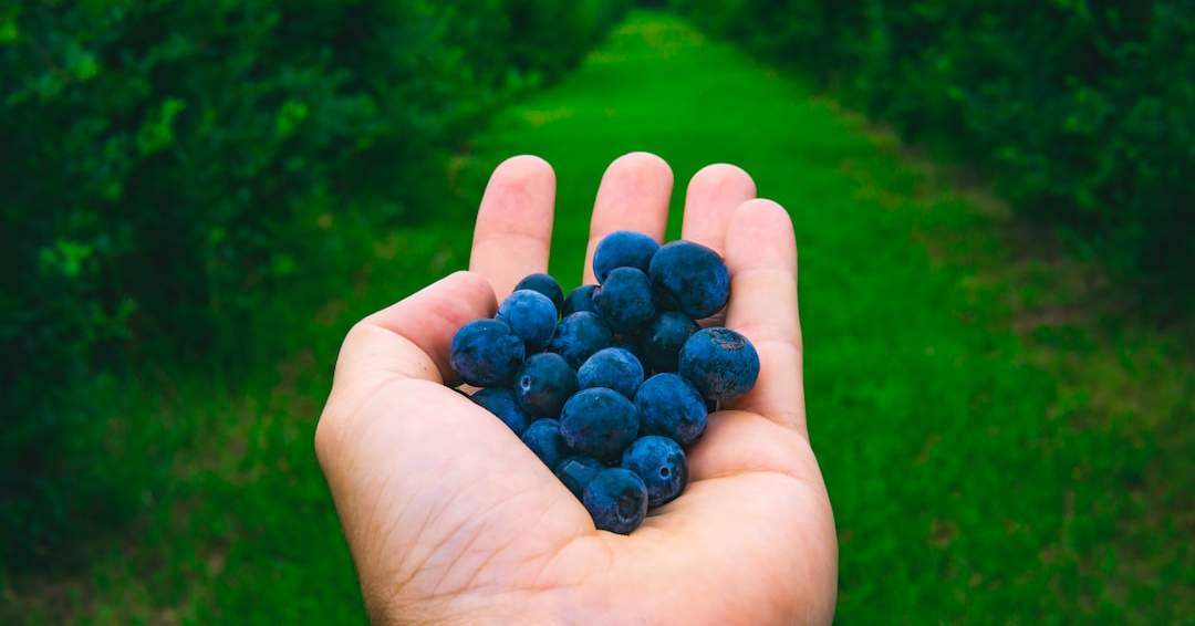Summer Berry Picking at the Farm Tickets SampleCornMaze