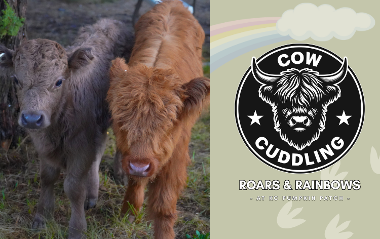 Cow Tickent R Roars & Rainbows with Cow Cuddling Tickets | KC Pumpkin Patch & KC Wine Co