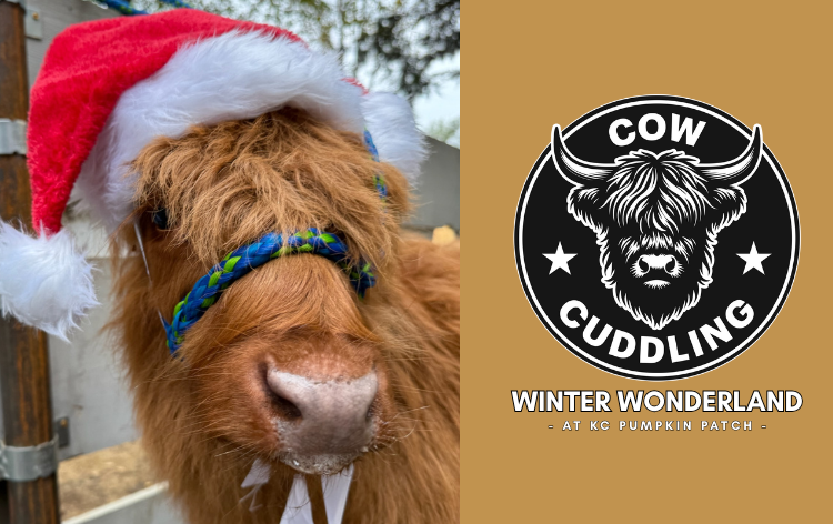 Cow Tickent R Highland Holidays: KC Cow Cuddling Experience at Winter Wonderland 2025 ...