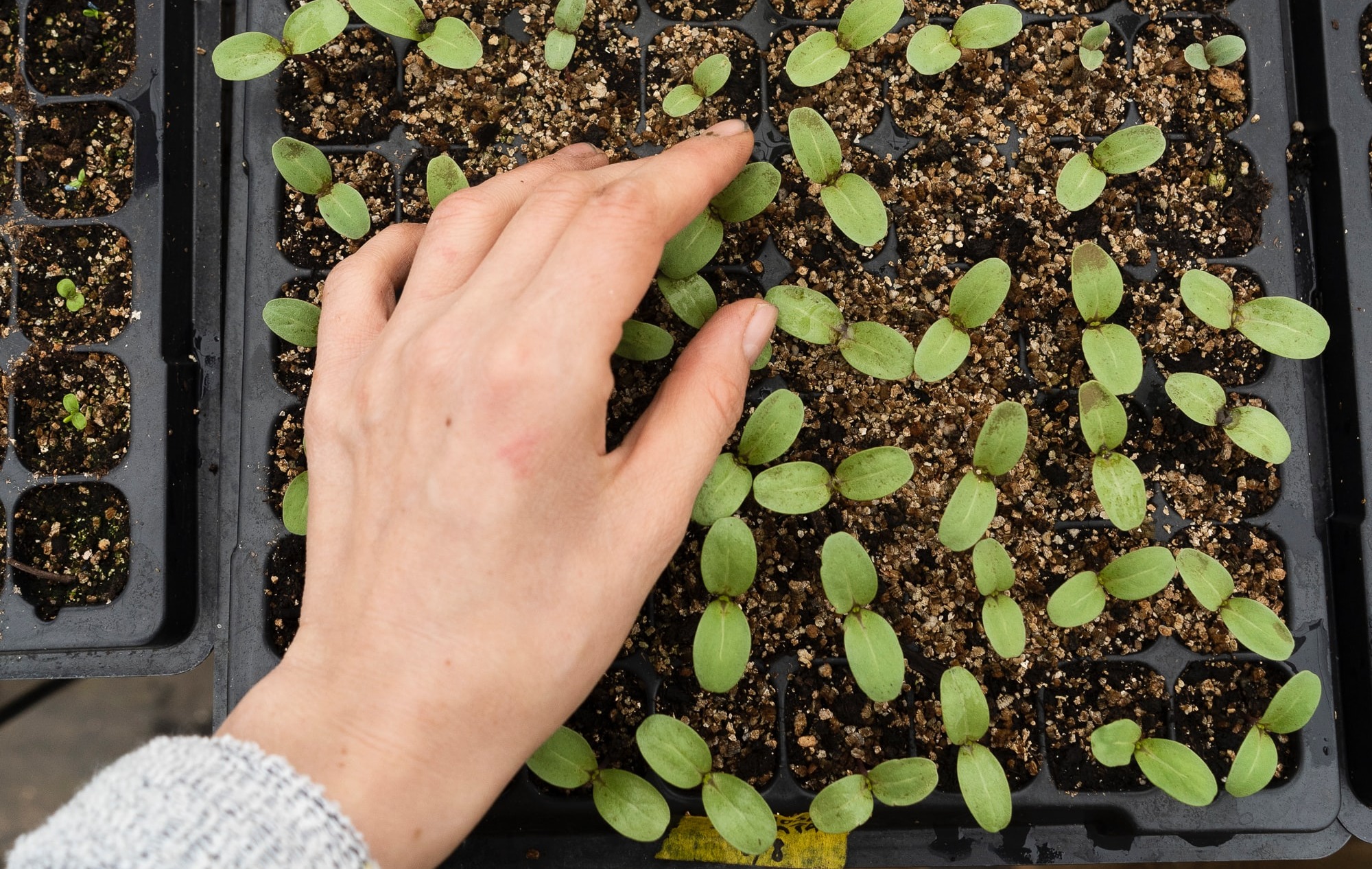 Seed Starting Essentials: How to Germinate Difficult Seed — The Coeur  d'Alene Coop