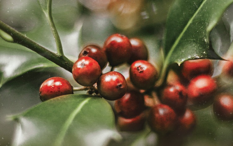 Medieval Christmas Tickets | Ottawa Choral Society