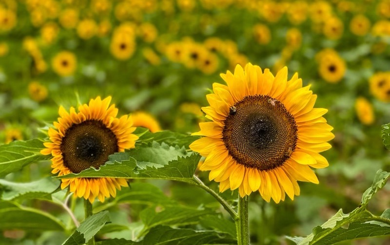 6th Annual Sunflower Festival One Day Pass Barton Orchards