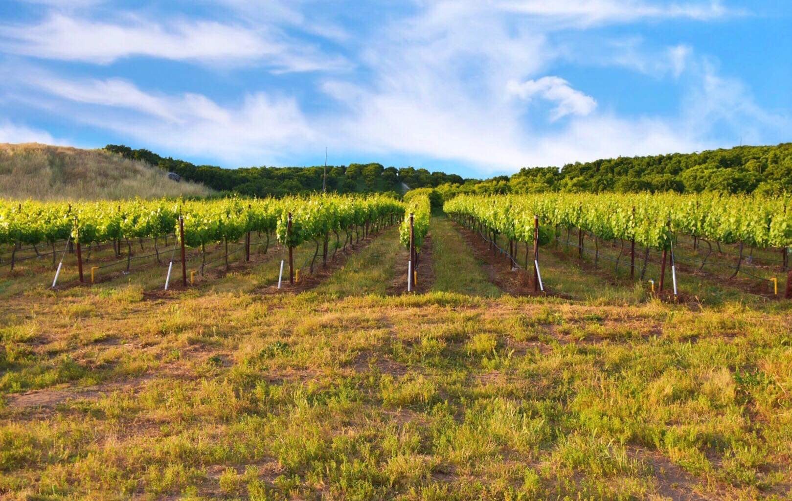 Happy Dayz vineyard