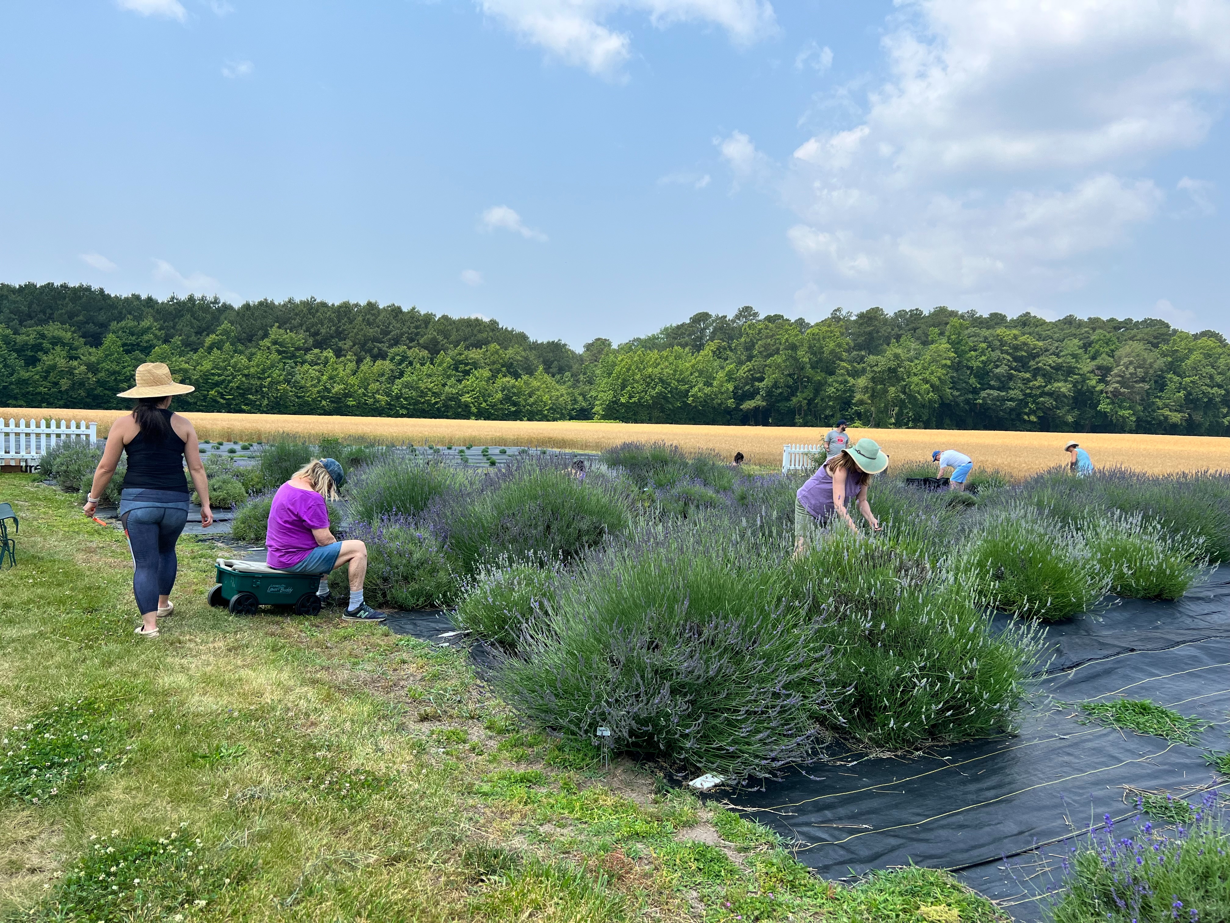 Lavender Lane Farm of Maryland