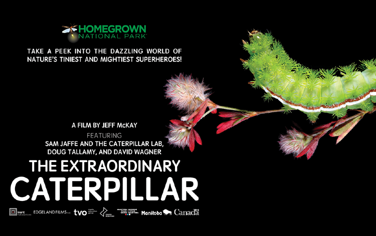 Film: The Extraordinary Caterpillar Tickets | Fourth & Gill Woolly Bears