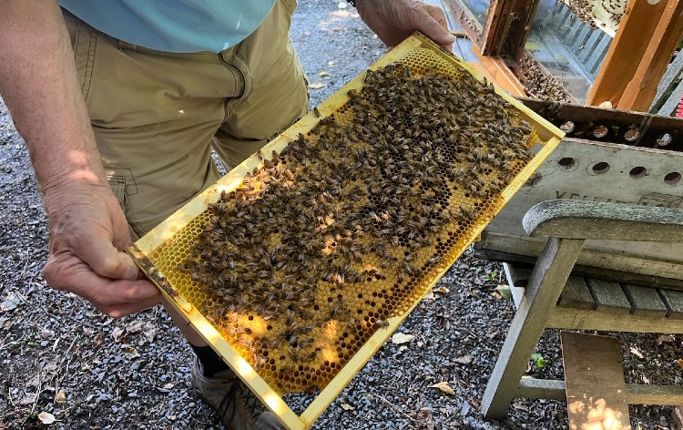 George Bee So You Want to Know about Bees? Tickets | Cape Cod Museum of Natural ...
