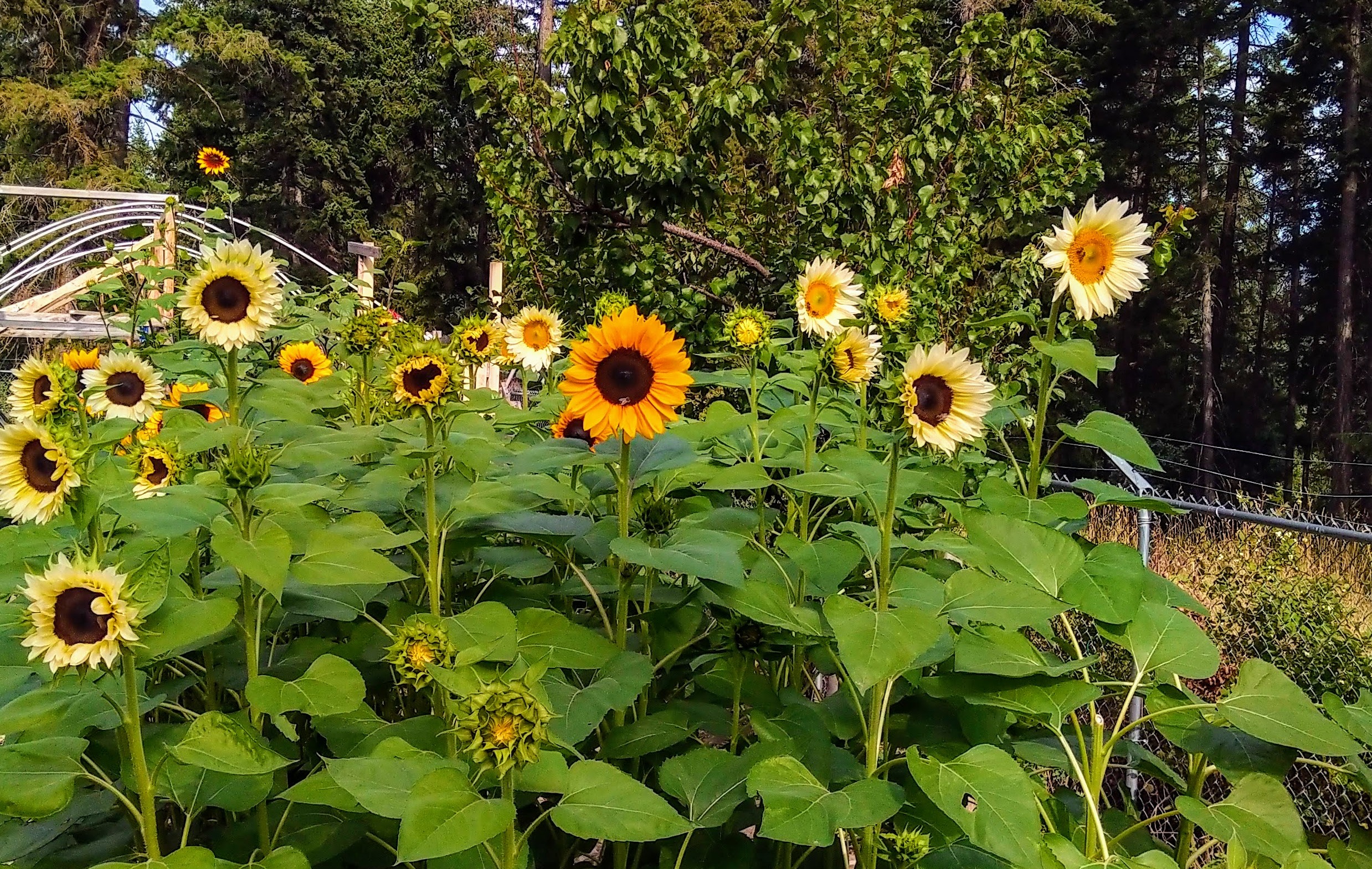 You Pick Flower Experience 2023 Tickets The Dirty Bee Flower Farm